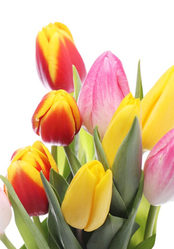 Kolorowe tulipany.