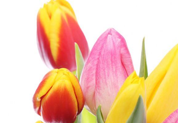Kolorowe tulipany.